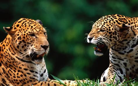 Diferença Entre Leopardo e Onça .